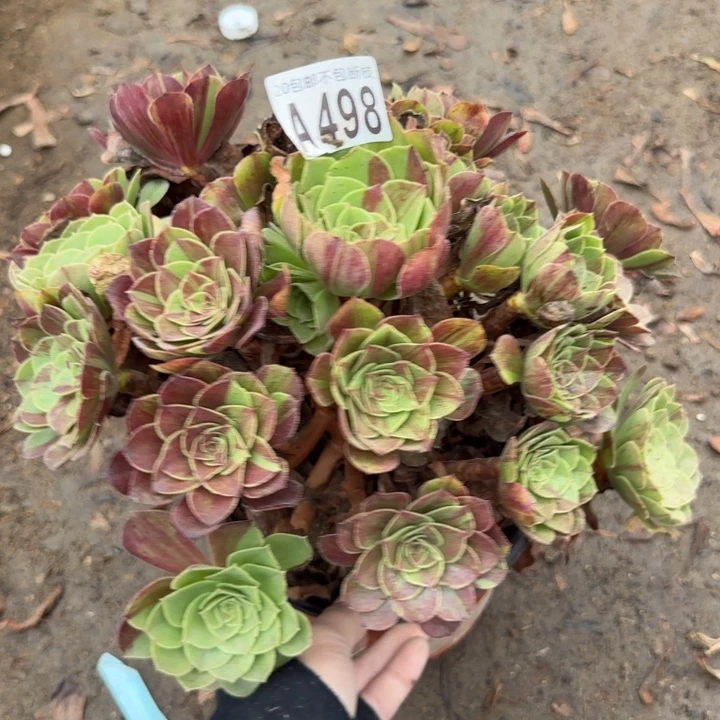 花月夜……多肉植物……