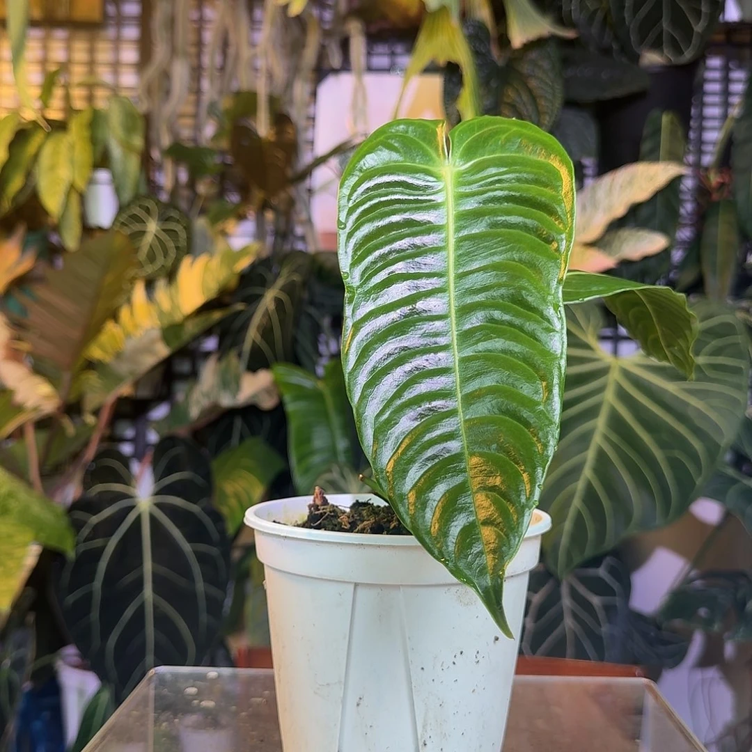 完全开放Q183火鹤王