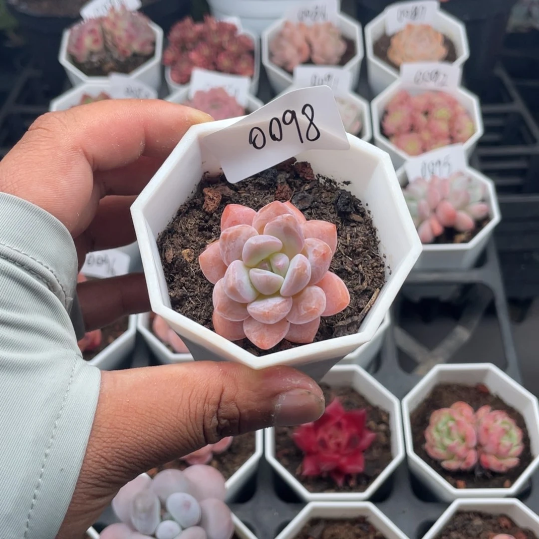 0098 op 冰玉4.0厘米