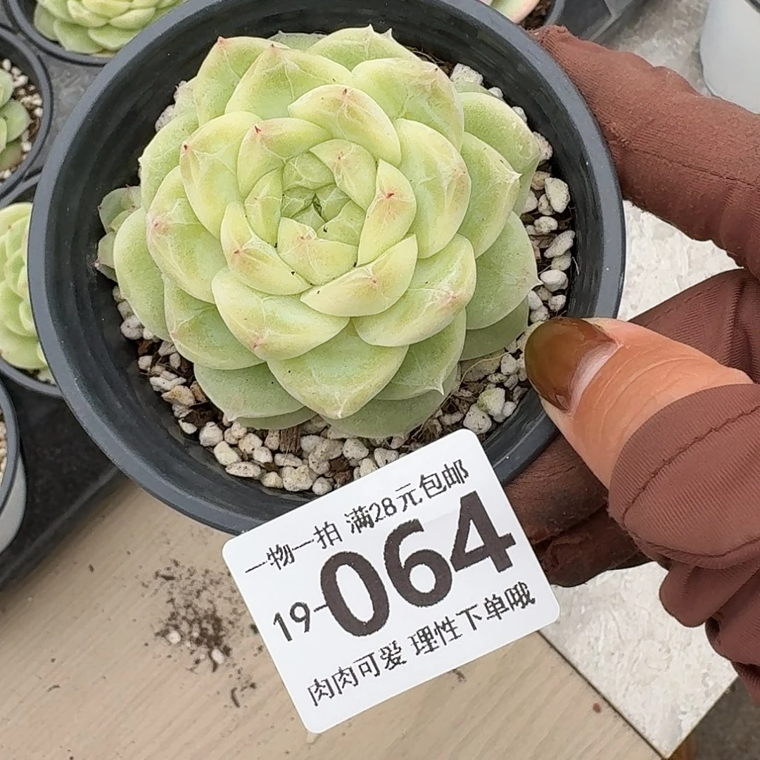 梨花白无盆土发货