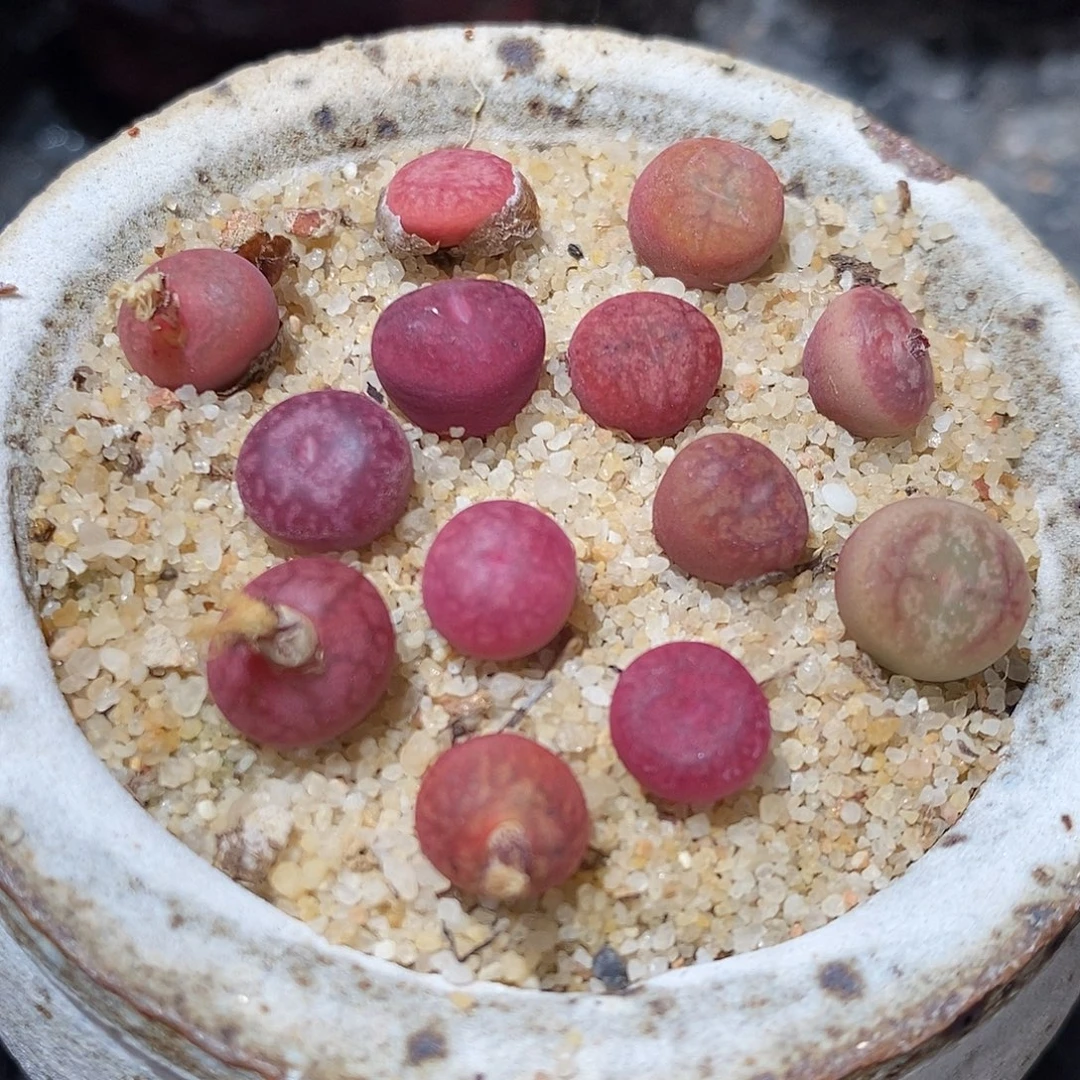 钻墨杂交一颗。