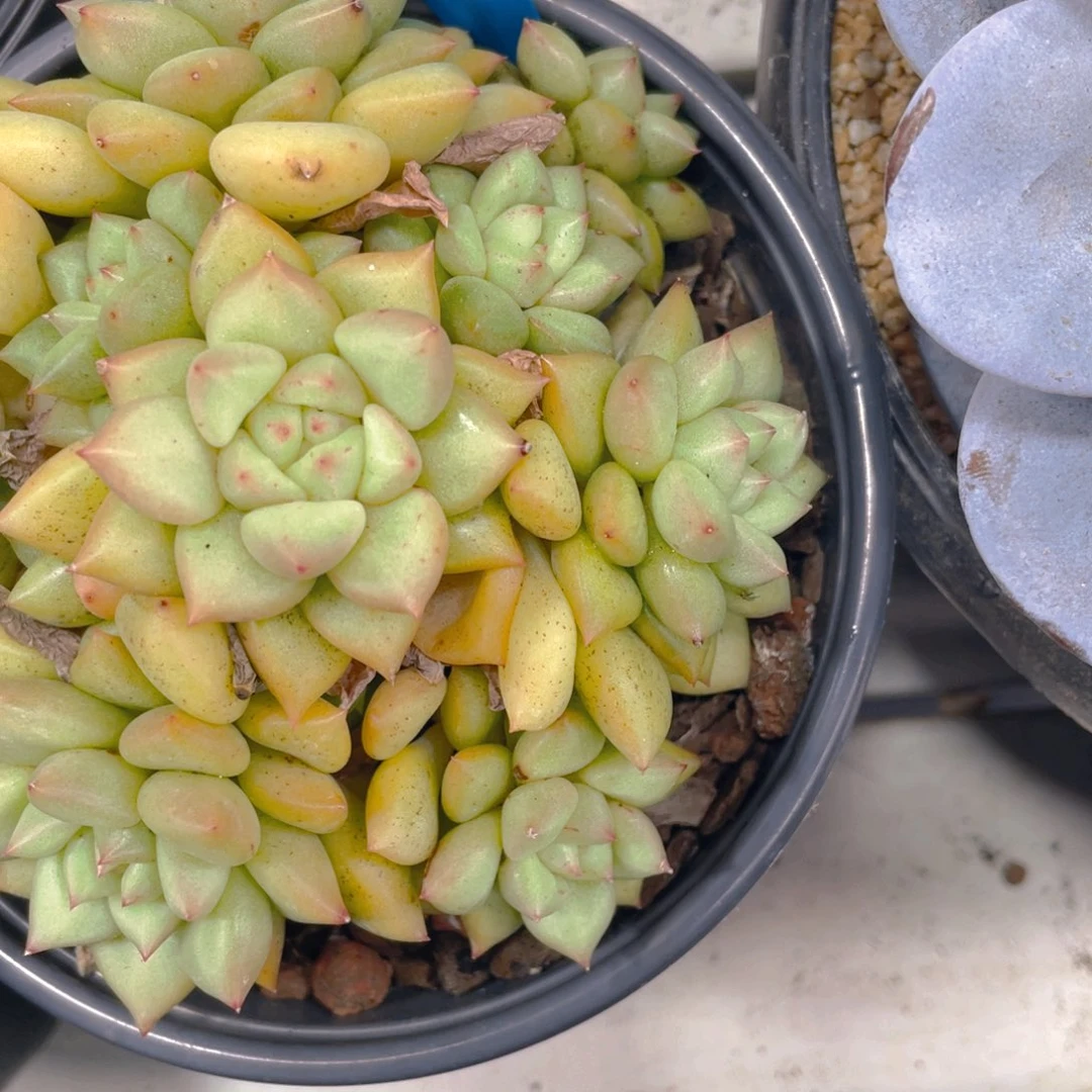 0705-59-黄金象牙群福利一颗量拍