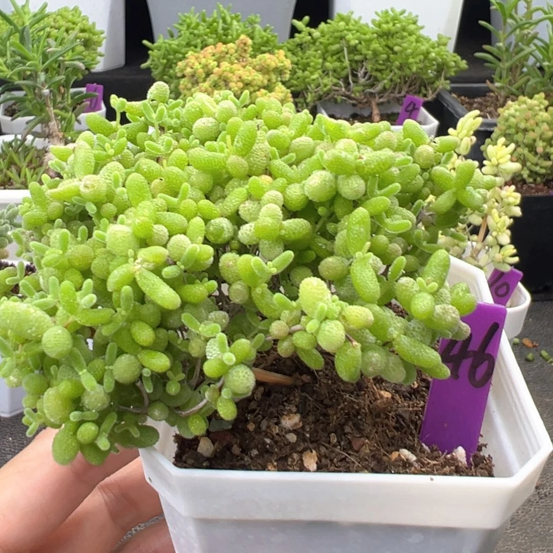 46号蜜橘悬崖桩一物一拍
