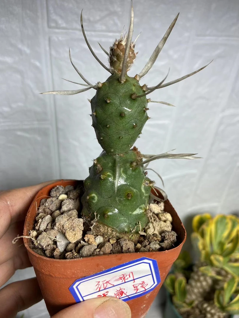 武藏野（2-3节）纸刺团扇-仙人球系列