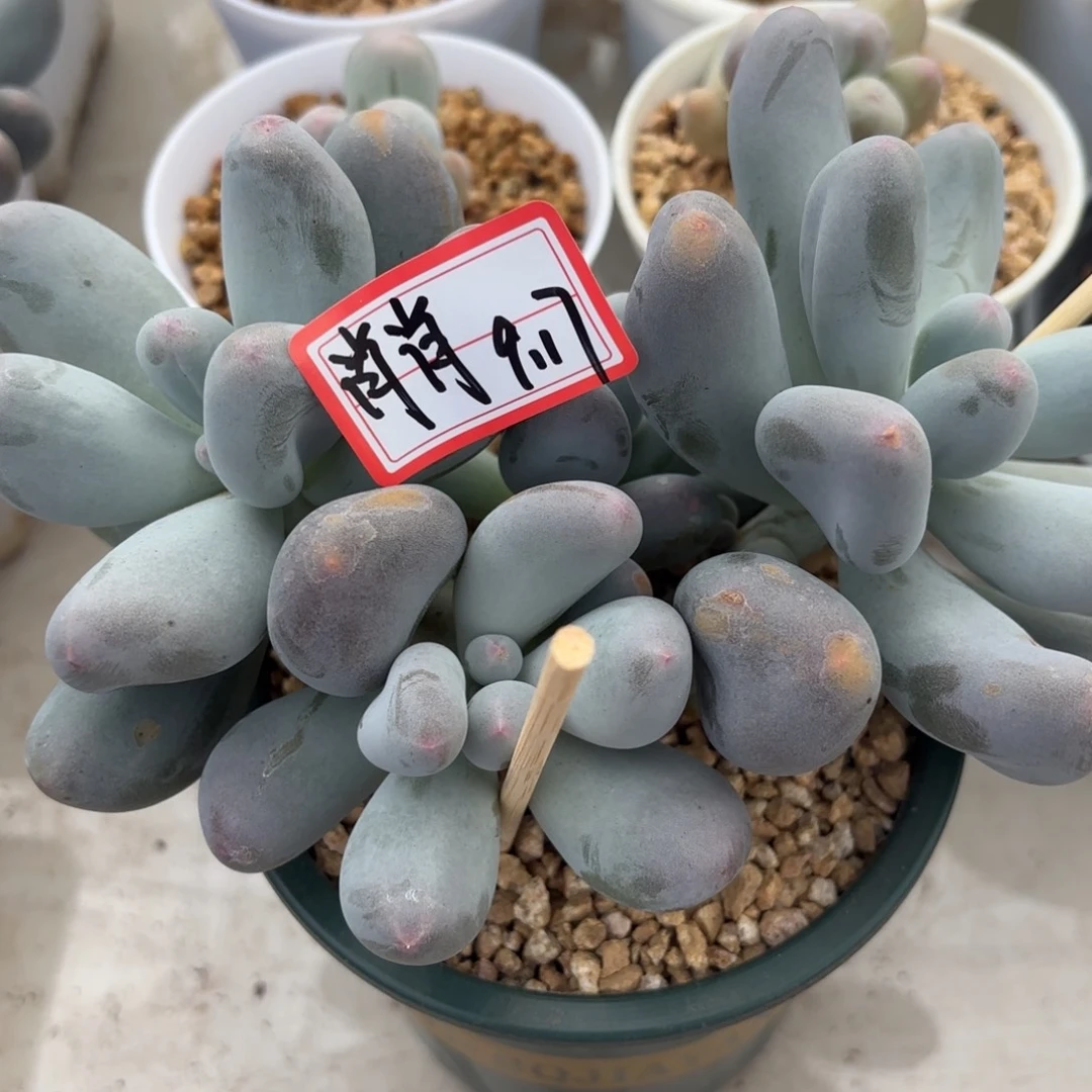 肖***笑米可奶四头肖肖专拍9.17