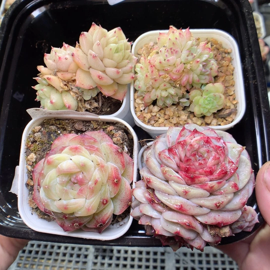 X114y y y y y y y y