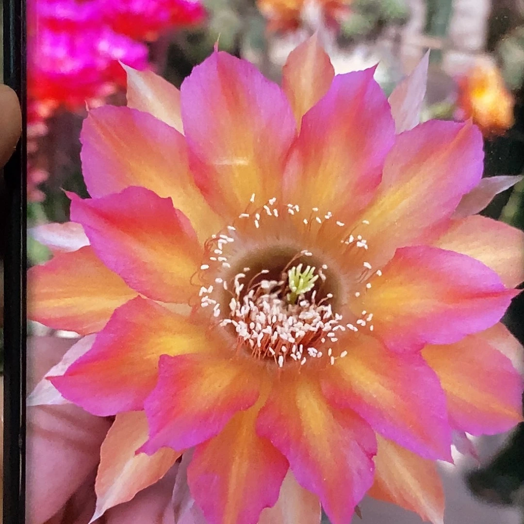 彩 花纹侧芽歪20包邮/5公分