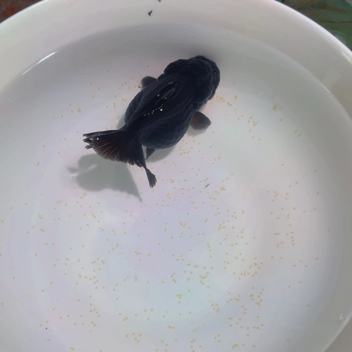 海水鱼玛丽1条橘猫