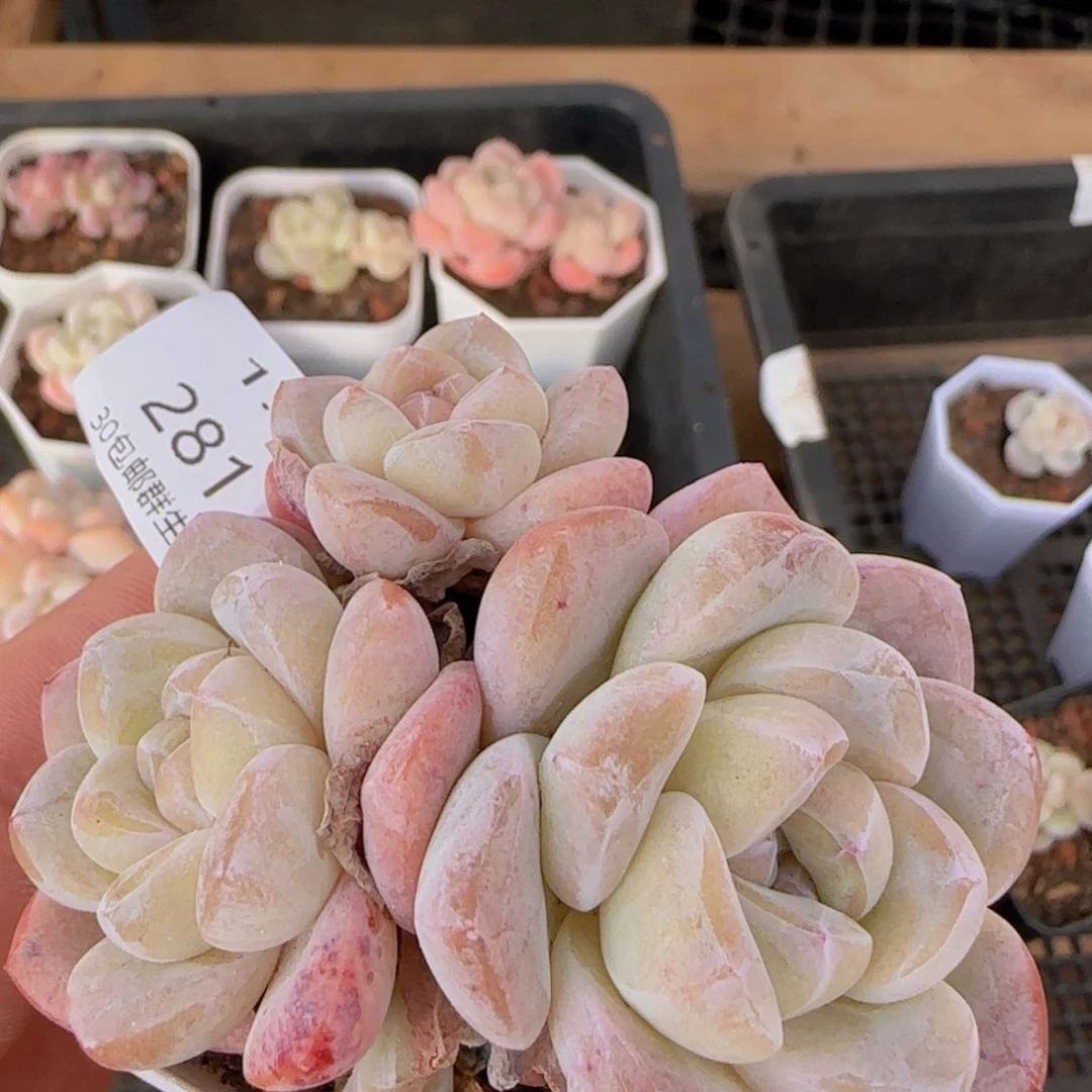 冰玉三头老桩一颗脱土