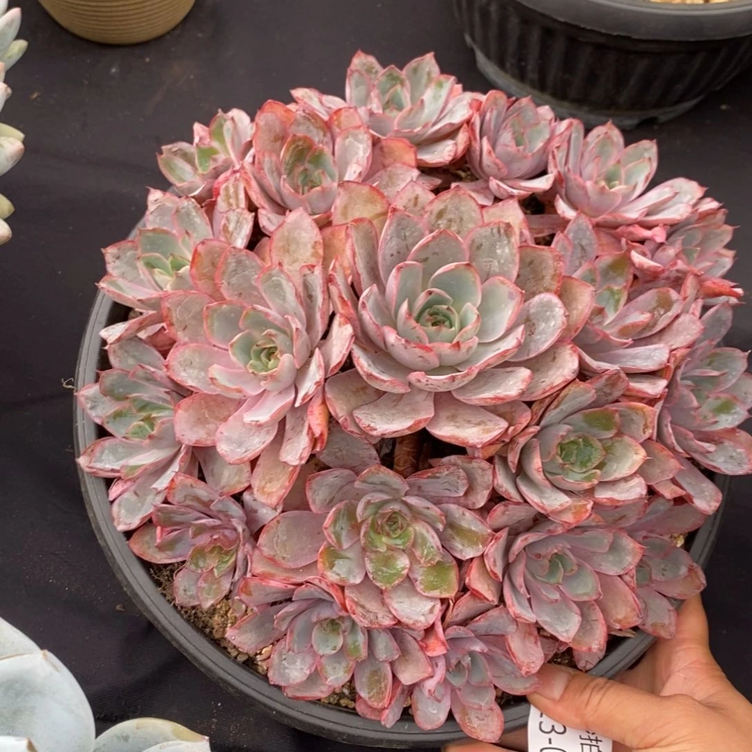 勿秒拍秒退 923-080赫拉