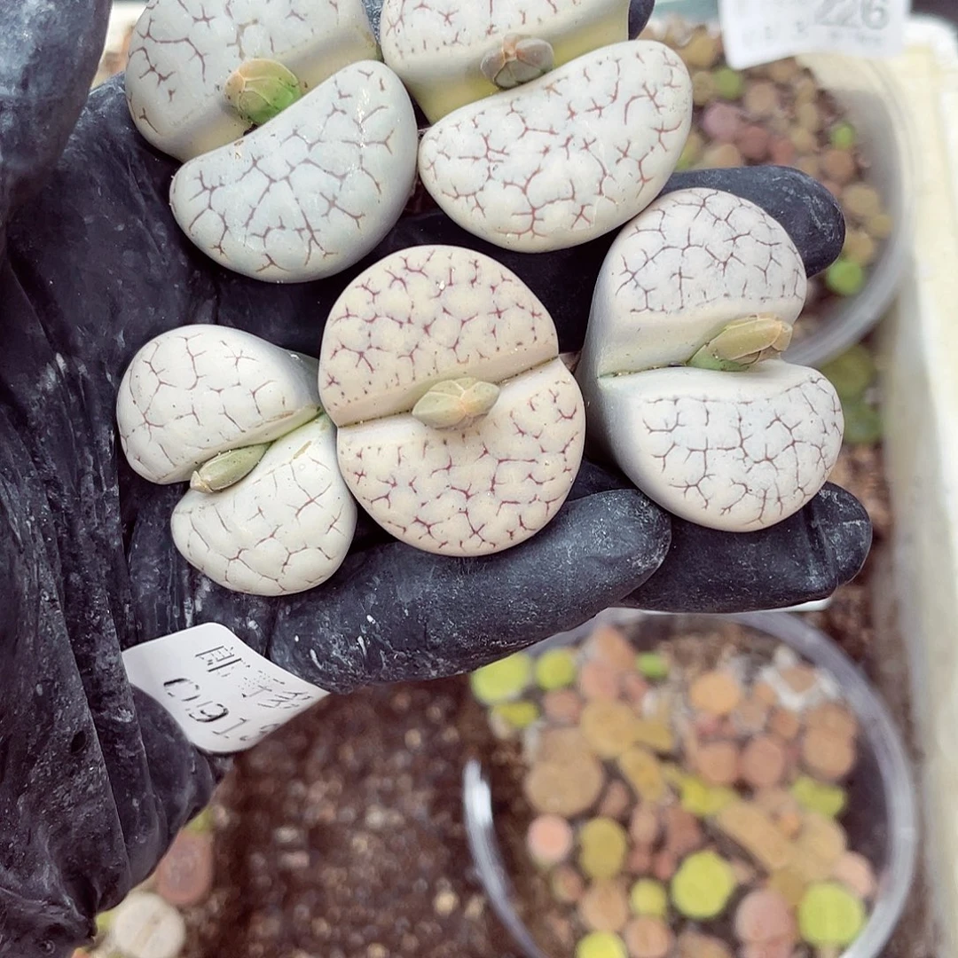 生石花满18包邮0913-239