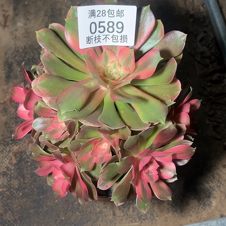 0589香妃多肉植物