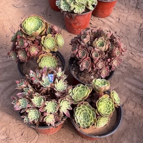 732多肉植物组合，