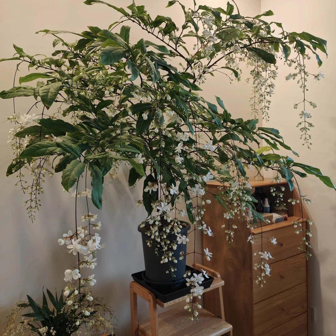 【泰国垂丝茉莉棒棒糖】生花丝发货花期超长庭院阳台耐阴易养护