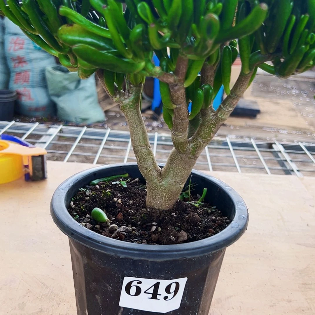 649号吸财树不带盆