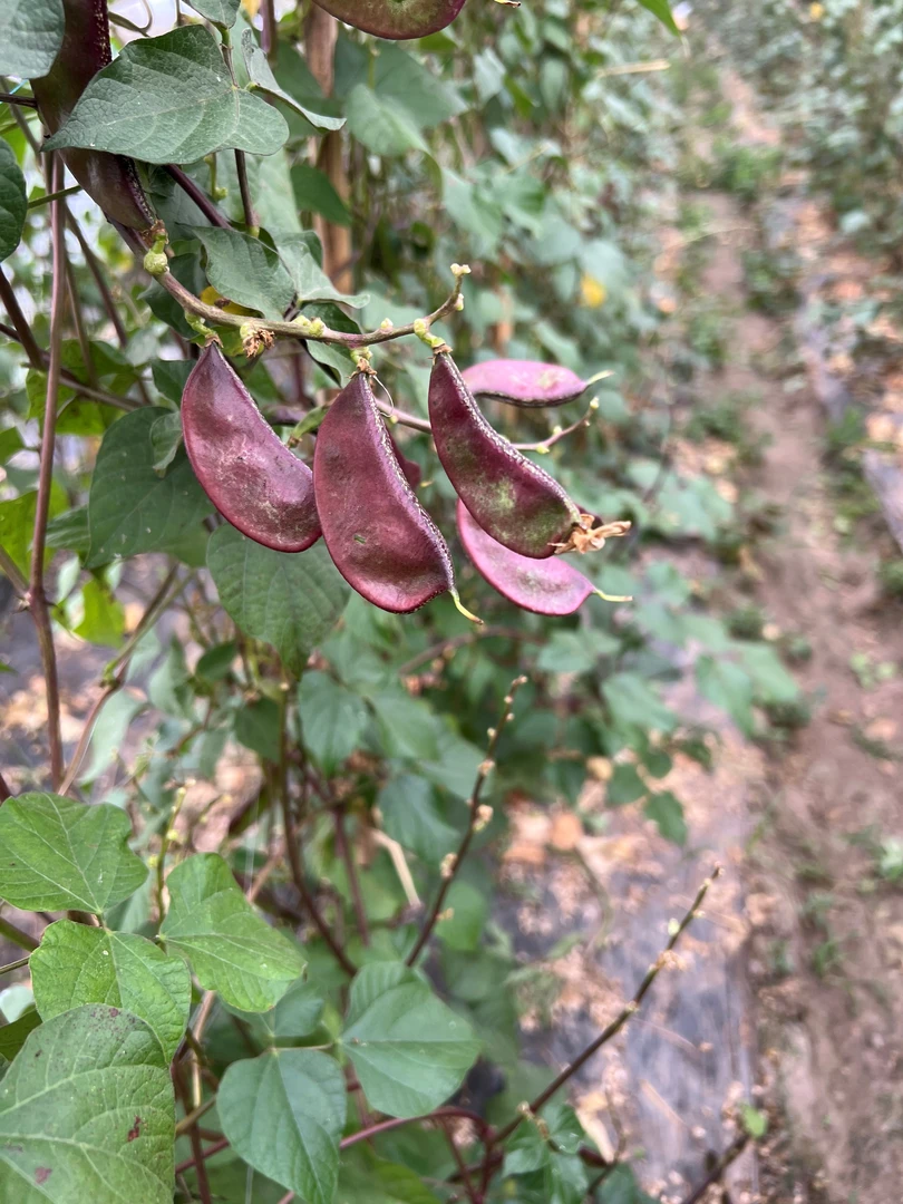 【农家紫扁豆】苏北农家露天新鲜扁豆紫扁豆蛾眉豆当天现摘扁豆饭