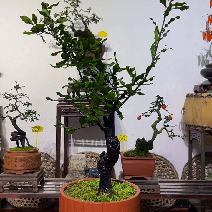 完全开放金弹子盆景