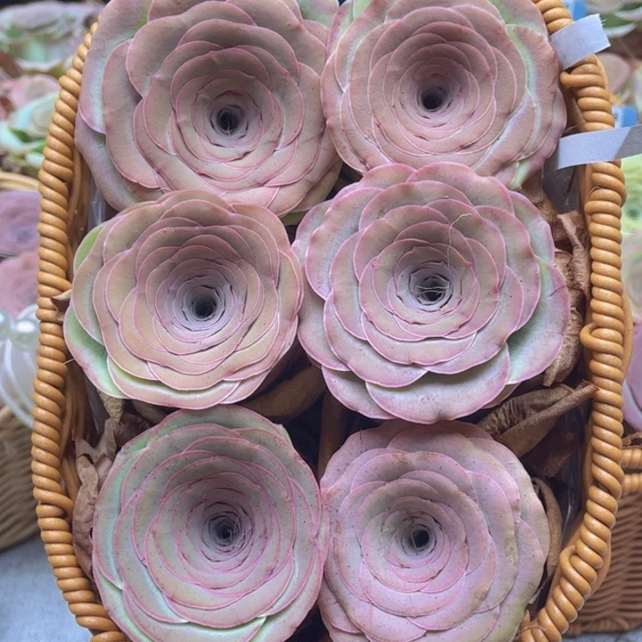 山地玫瑰511裸根发货不售后