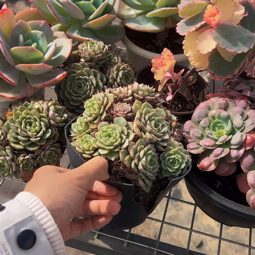 苯巴蒂斯多头造型精品二盆