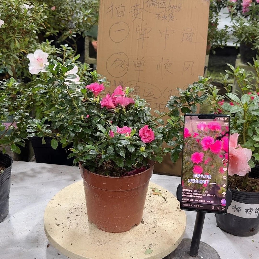 全部花苞四季小玫瑰