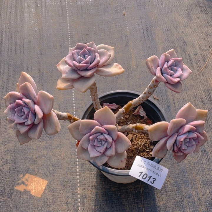 用****2谢谢你的支持0000001013