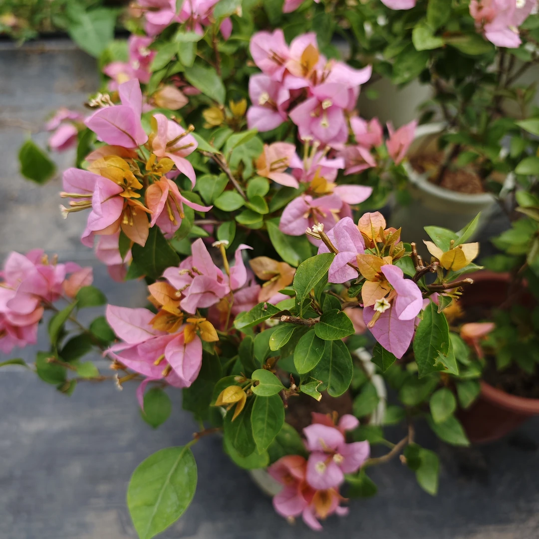 【新疆包邮】金发女郎三角梅