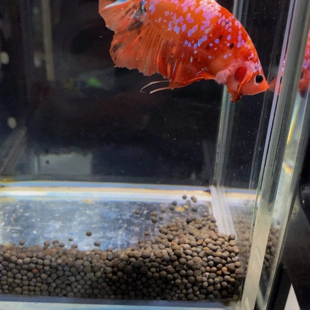 晓***晓斗鱼303巨斗111111