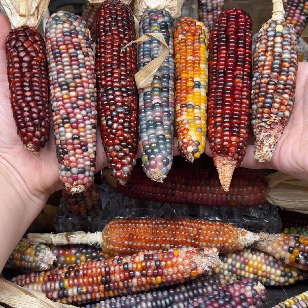 柏香籽/百香籽吊坠闹**绪