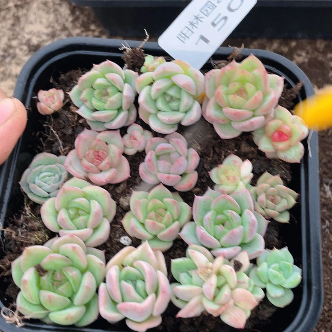 多肉植物多肉植物150