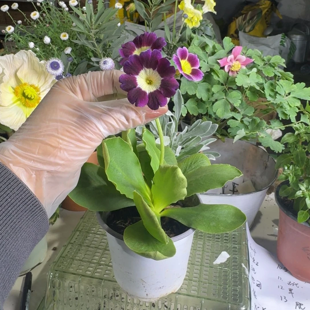 一物一拍  耳叶报春A738