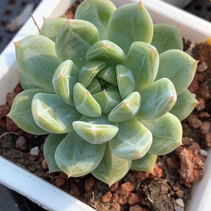 多肉植物雪花珍妮877