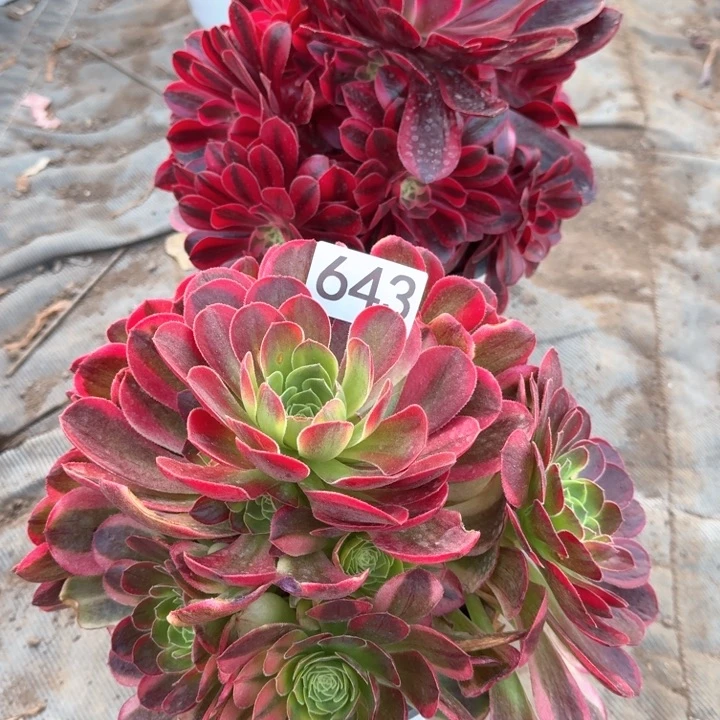 嗯***法师643642不包断侧枝