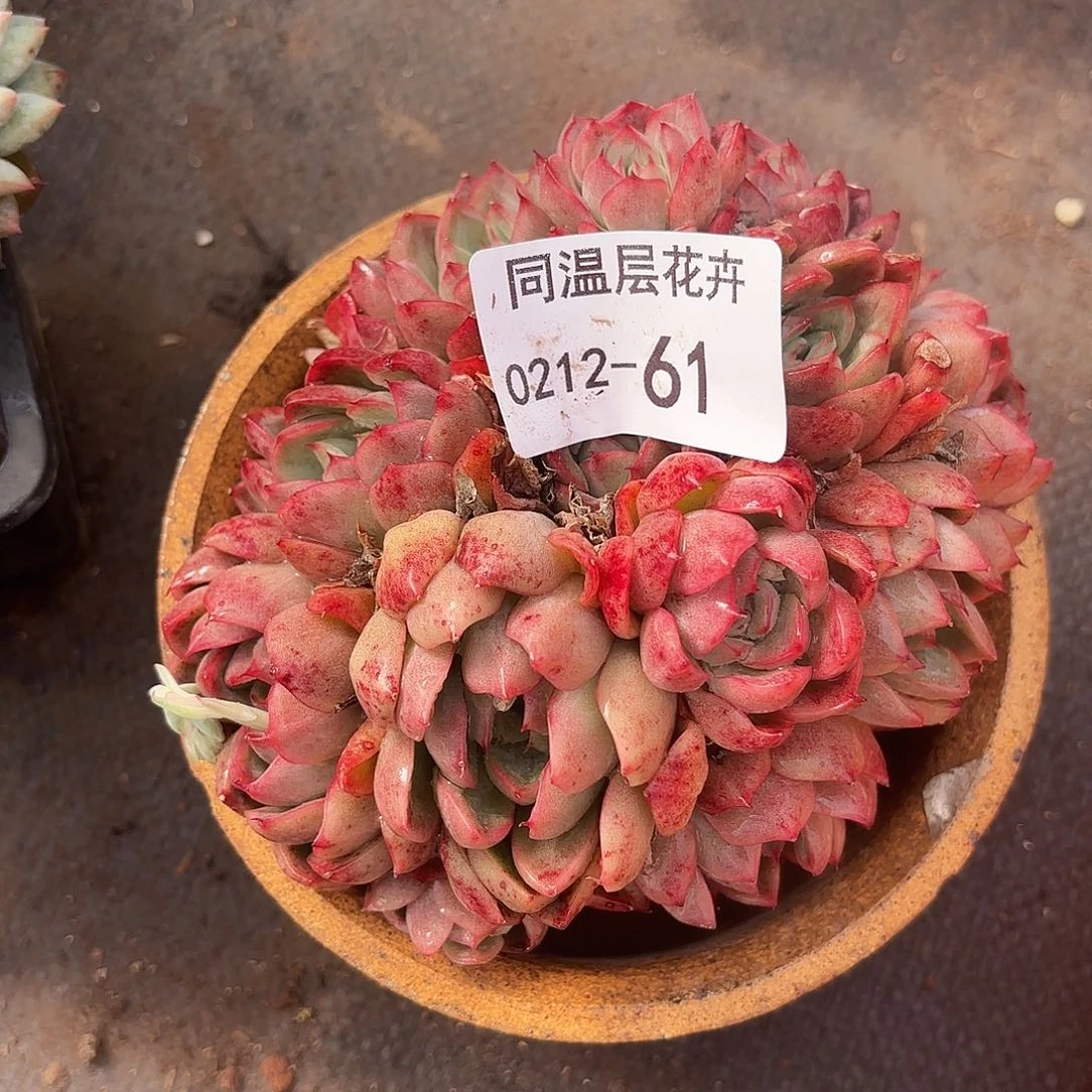 S*兔同温层多肉61绿龙