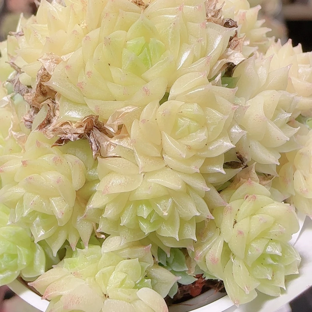 花语逸镜1122-151散