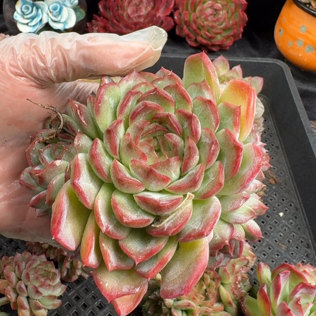 从前慢花园多肉编号1119-灵菊