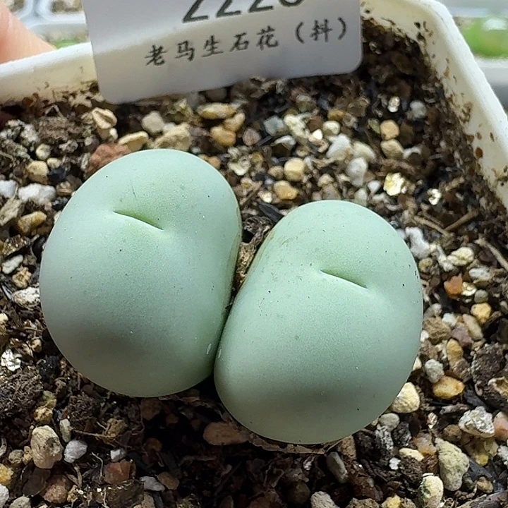 老马生石花双头鸽子蛋2223