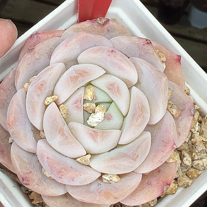 两盆。   单头纯爱。