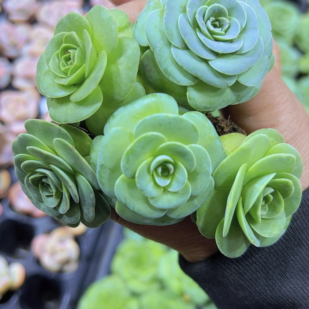 小圆球玫瑰5个19包邮