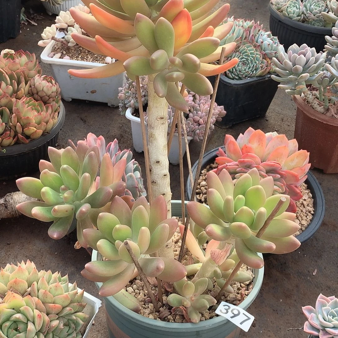 397金蟾一物一拍多肉