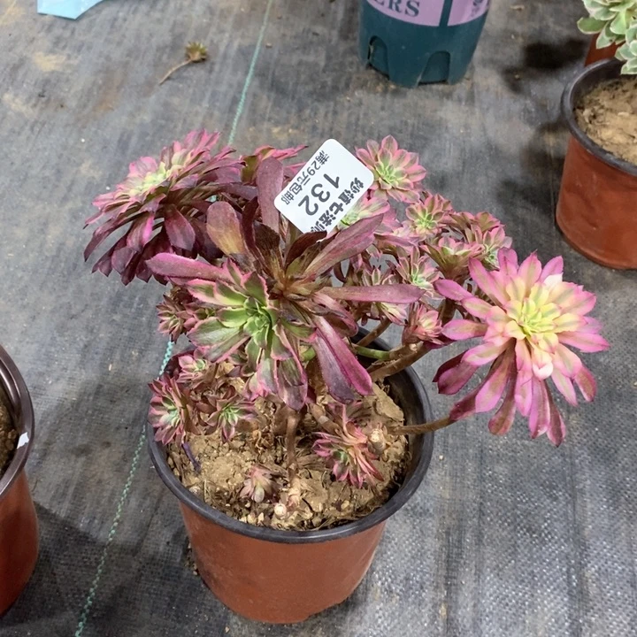 用****了多肉132。