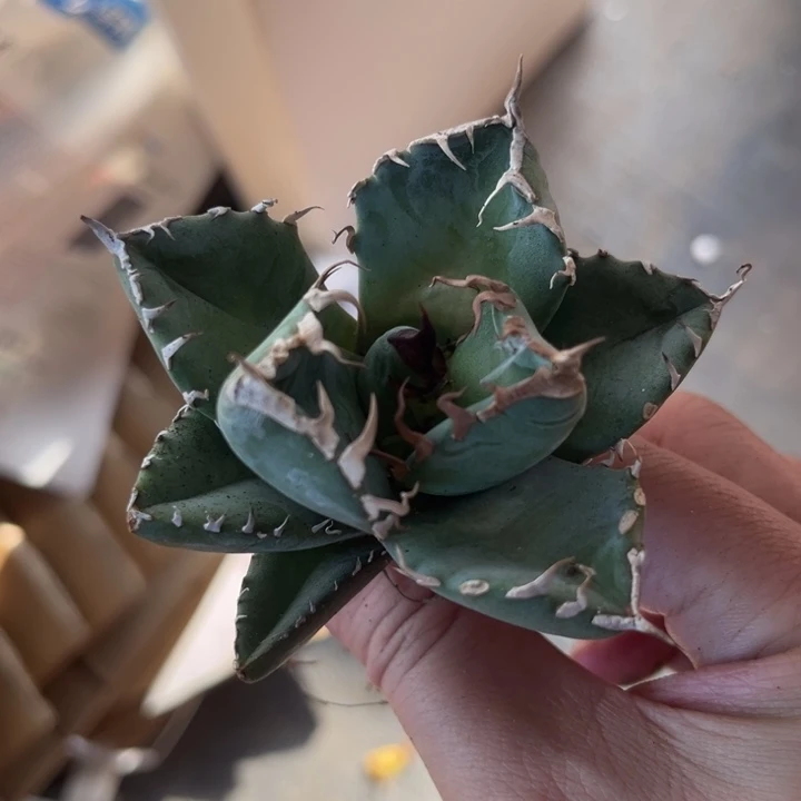 魔丸龙舌兰仁王冠