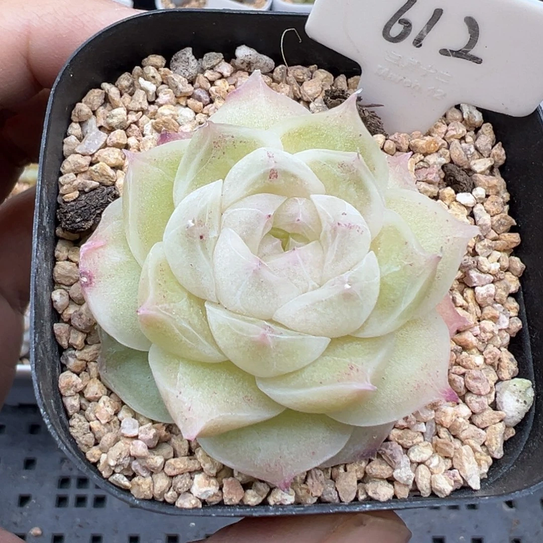 612号梨花白 晗雨多肉