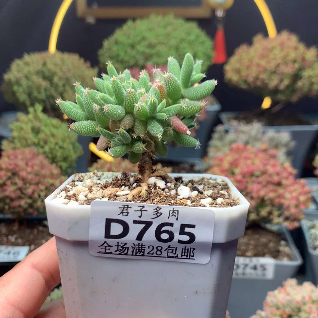 765玉米。           