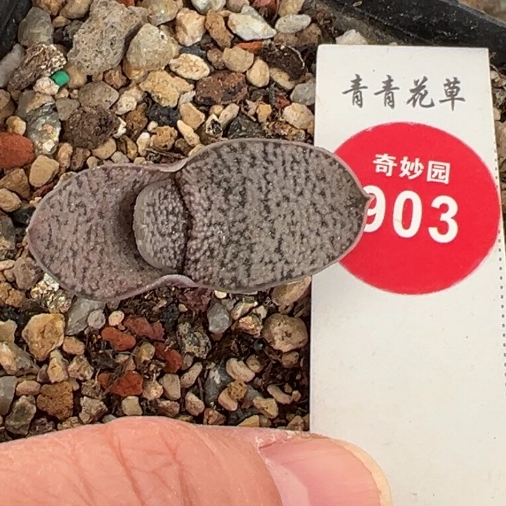 红密尤卧牛一棵仙人球