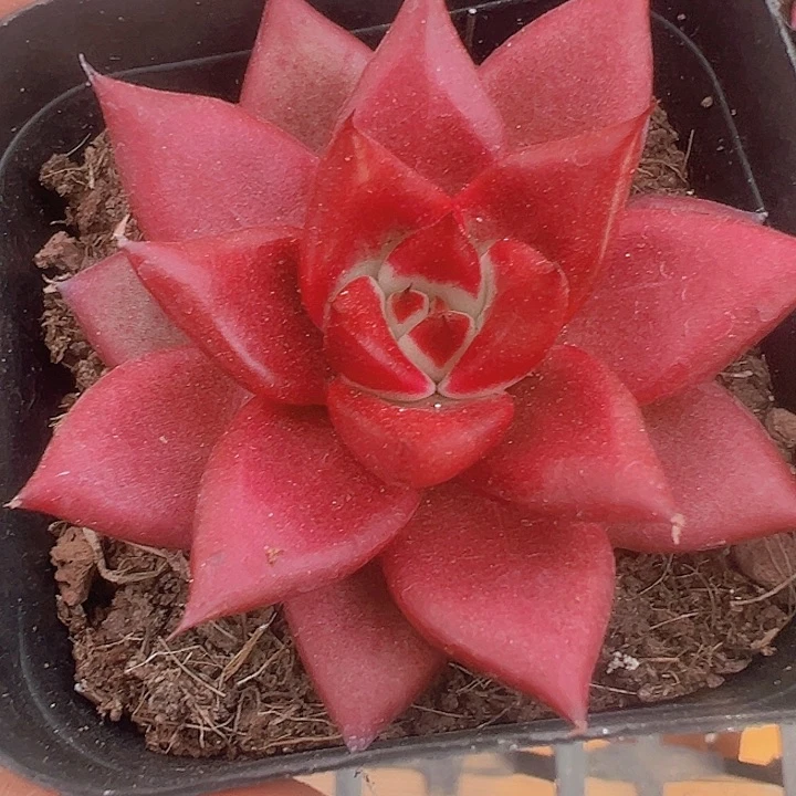 罗宾精品多肉植物大战