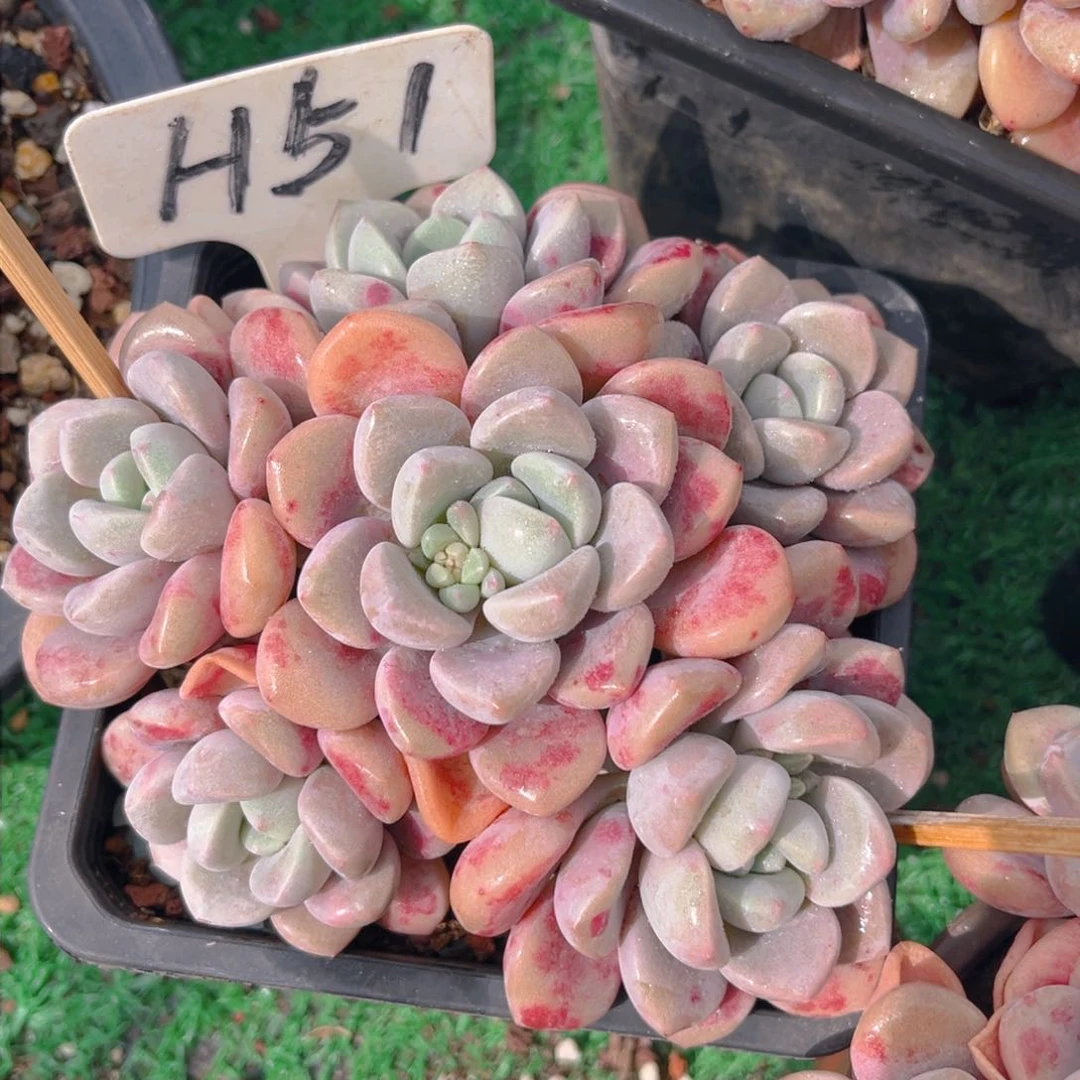 花瓣露888888tu t