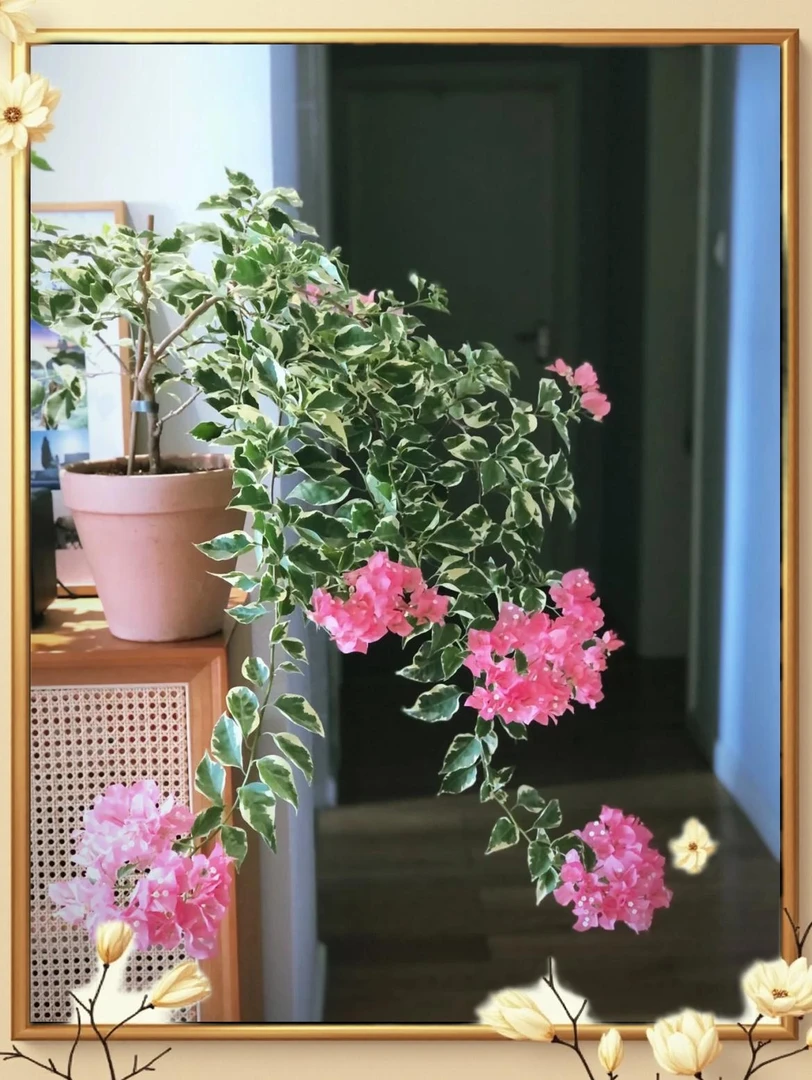 【蜡染粉】赏花赏叶四季勤花三角梅(运输掉花小断枝不售后)