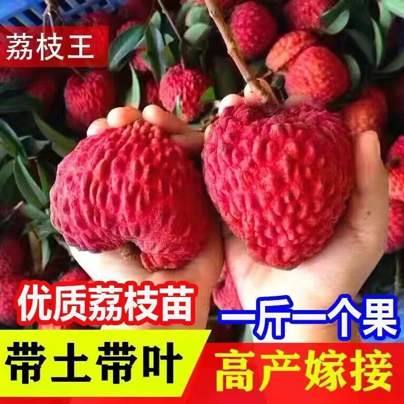 仙进奉.无核,妃子笑果树苗