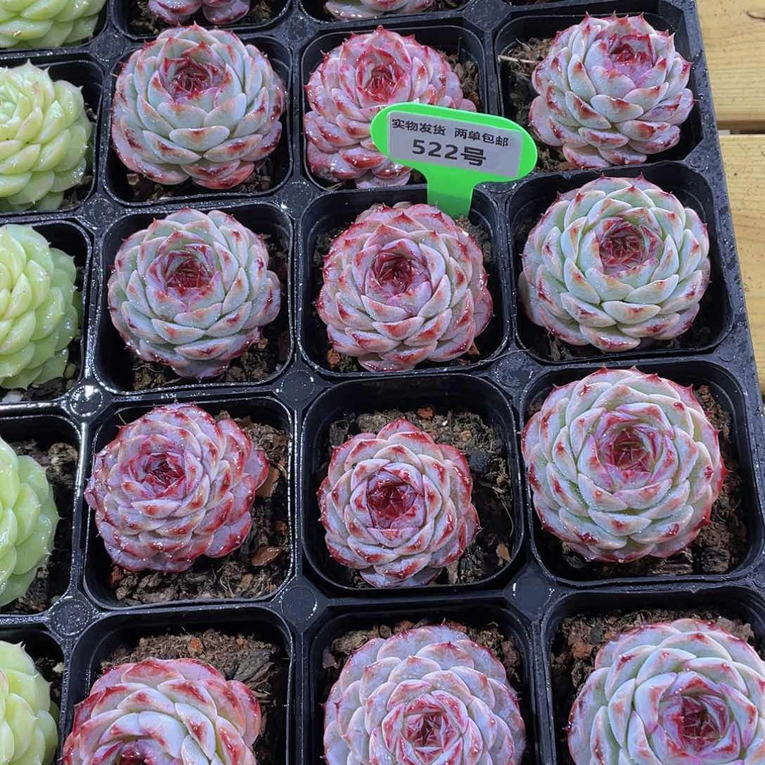 522号 睫毛焦糖玫瑰一颗