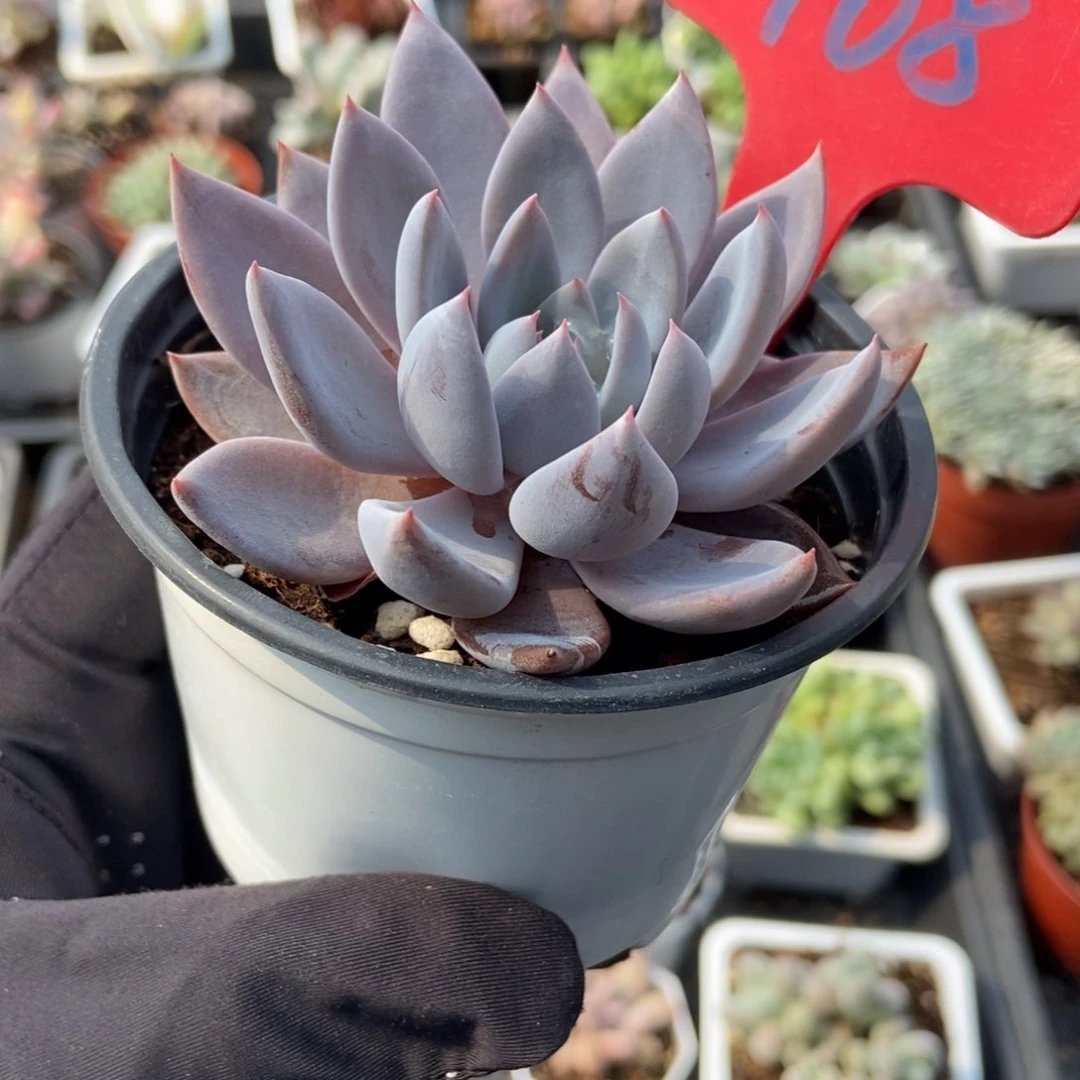 968轻轨多肉植物保护